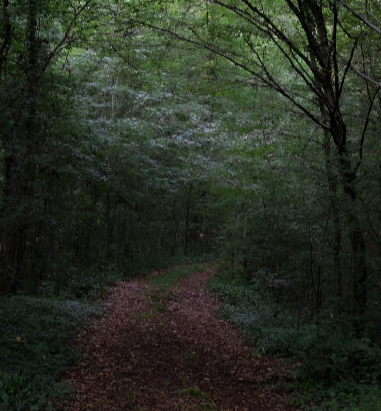 forêt-grésigne-bouyssières