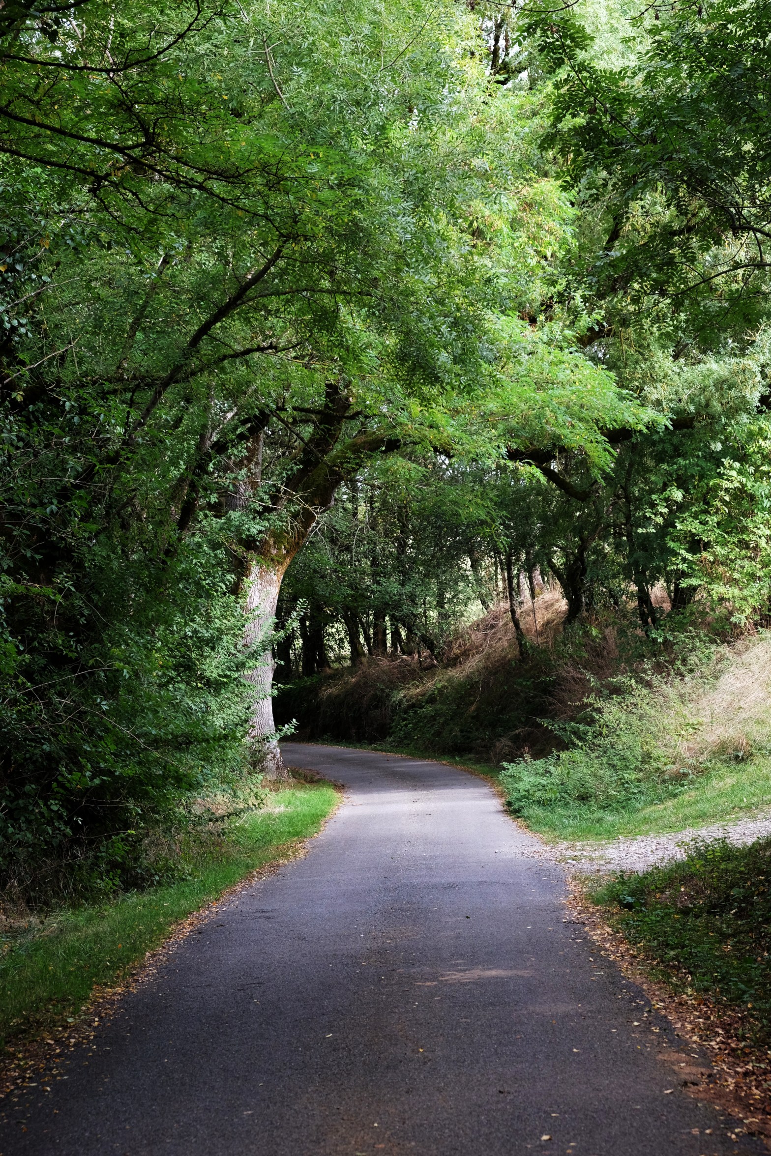 forêt-grésigne-vaour-penne-bouyssières