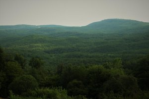 Vue de la forêt de Grésigne depuis Haute-Serre
