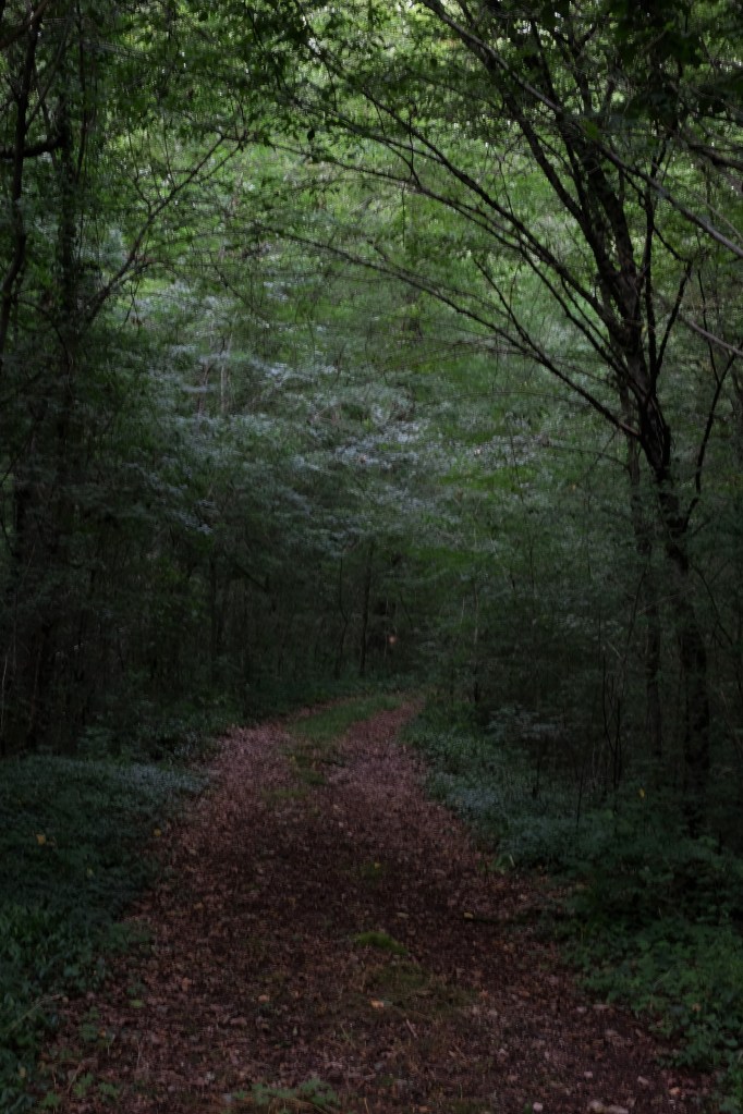 un sous-bois en forêt de Grésigne dans le Tarn