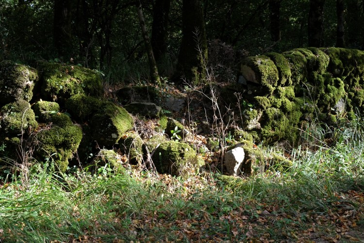 le mur de Colbert a été érigé par Froidour en forêt de Grésigne afin de délimiter la forêt royale