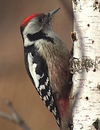 le pic mar fait partie des oiseaux présents en forêt de Grésigne (Tarn)