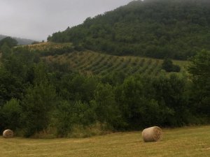 puycelsi-verger-conservatoire-fruits-pomme-poire-vigne-tarn-forêt-grésigne-histoire-département-bouyssières