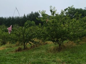puycelsi-verger-conservatoire-fruits-pomme-poire-vigne-tarn-forêt-grésigne-histoire-département-bouyssières