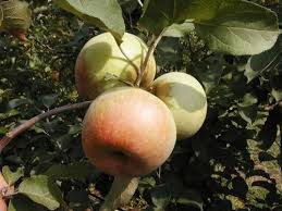 le verger conservatoire de Puycelsi dans le Tarn créé par Claude Bouyssières à la limite de la forêt de Grésigne