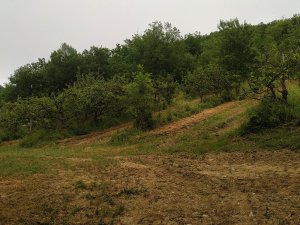 puycelsi-verger-conservatoire-fruits-pomme-poire-vigne-tarn-forêt-grésigne-histoire-département-bouyssières