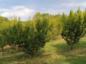 puycelsi-verger-conservatoire-fruits-pomme-poire-vigne-tarn-forêt-grésigne-histoire-département-bouyssières