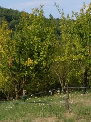 puycelsi-verger-conservatoire-fruits-pomme-poire-vigne-tarn-forêt-grésigne-histoire-département-bouyssières